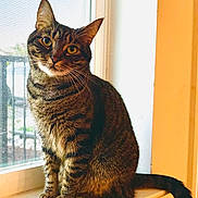 Tigger joined the competition — help win amazing prizes! cat, tabby, feline, pet, animal, sitting, windowsill, window, indoors, portrait, striped_fur, golden_eyes, upright_ears, whiskers, tail, sunlight, orange_frame, home, alert, closeup