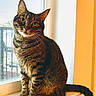 cat, tabby, feline, pet, animal, sitting, windowsill, window, indoors, portrait, striped_fur, golden_eyes, upright_ears, whiskers, tail, sunlight, orange_frame, home, alert, closeup