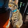 Tigger joined the competition — help win amazing prizes! cat, tabby_cat, pet, animal, collar, blue_collar, tie, whiskers, yellow_eyes, sitting, portrait, indoor, wooden_floor, sunlight, dramatic_lighting, brown_fur, striped_fur, doorway, home, closeup