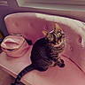 Tigger joined the competition — help win amazing prizes! cat, tabby_cat, pet, animal, sitting, sofa, couch, pink, indoor, window, sunlight, home, living_room, whiskers, green_eyes, striped_fur, tail, furniture, cozy, portrait