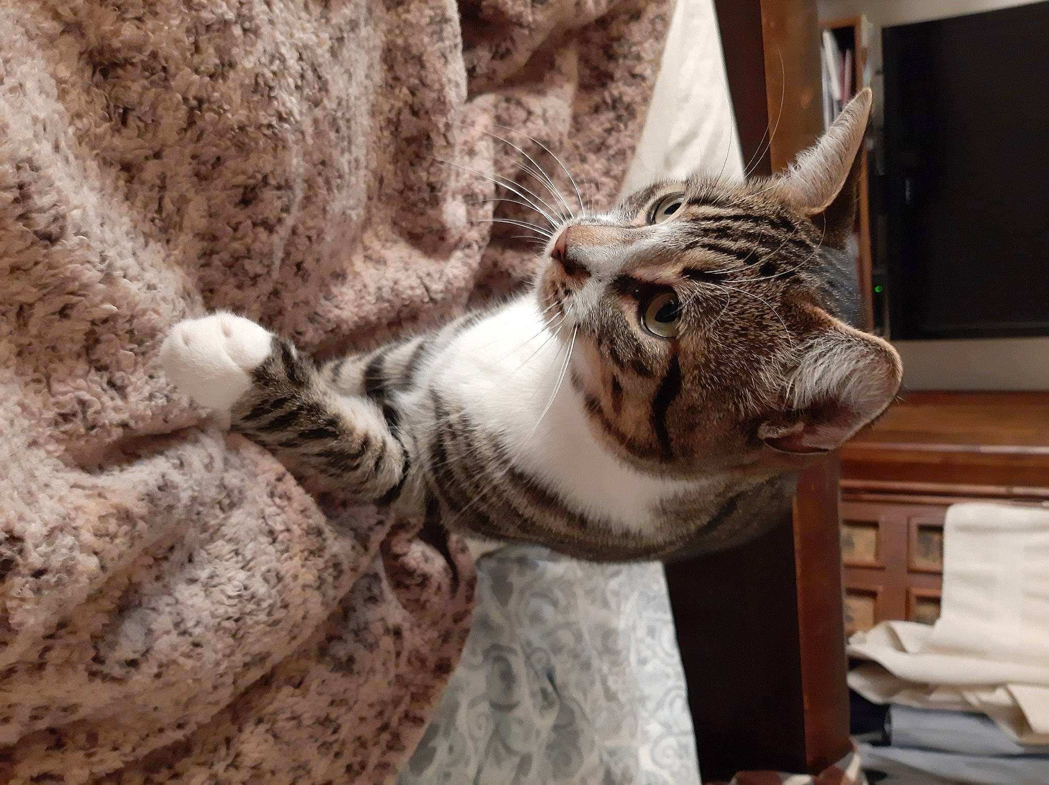 Kody joined the competition — help win amazing prizes! carnivore, cat, comfort, domestic_short_haired_cat, door, felidae, fur, grey, pattern, paw, room, small_to_medium_sized_cats, snout, tail, terrestrial_animal, textile, whiskers, wildlife, window, wood