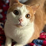 Murphy is registered to the contest to win money with this photo: animal, blanket, cat, close_up, cozy, curious, cute, domestic_animal, ears, eyes, face, feline, fur, indoor, orange_and_white, paws, pet, portrait, resting, whiskers
