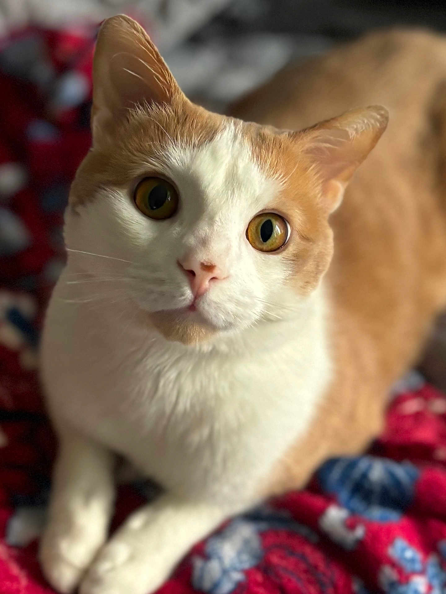 Murphy