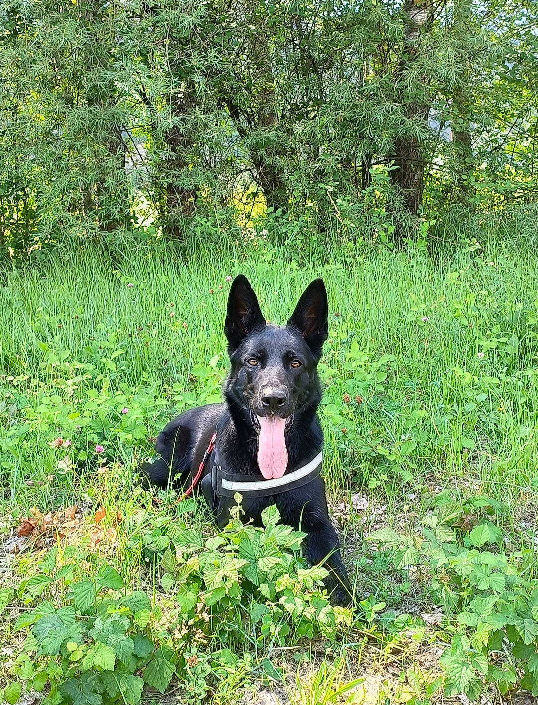 Luna participe au concours pour gagner de l'argent avec cette photo : canidae, carnivore, companion_dog, dog, dog_breed, grass, groundcover, herding_dog, natural_landscape, non_sporting_group, plant, shrub, snout, sporting_group, tail, terrestrial_animal, terrestrial_plant, tree, working_animal, working_dog