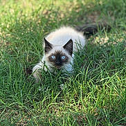 Katie joined the competition — help win amazing prizes! kitten, cat, siamese, blue_eyes, grass, outdoor, nature, pet, animal, feline, young, cute, greenery, crouching, fur, whiskers, playful, sunlight, closeup, alert