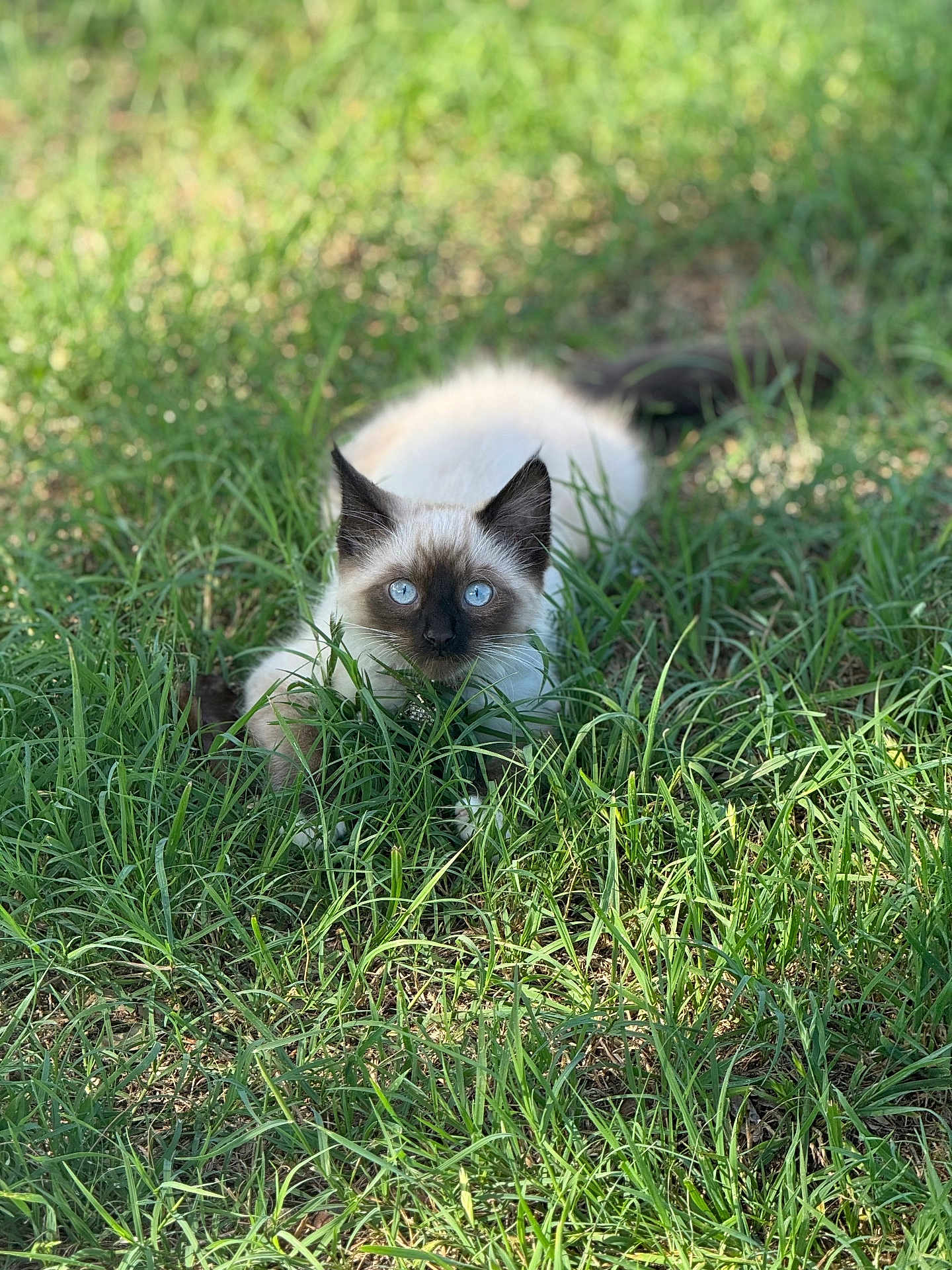 Katie joined the competition — help win amazing prizes! kitten, cat, siamese, blue_eyes, grass, outdoor, nature, pet, animal, feline, young, cute, greenery, crouching, fur, whiskers, playful, sunlight, closeup, alert
