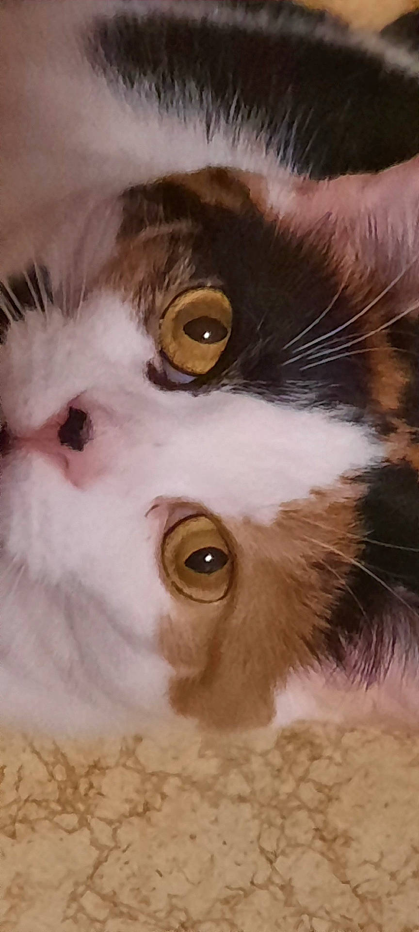 abyssinian, angora, animal, bodypart, cat, hardwood, indoors, kitten, manx, mouth, person, pet, siamese, snout, wood