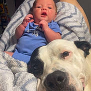 Savvy joined the competition — help win amazing prizes! baby, dog, blanket, blue_clothing, indoor, resting, cute, relaxation, friendship, comfort, pet, infant, animal, soft_texture, bond, face, expression, home, warmth, companionship