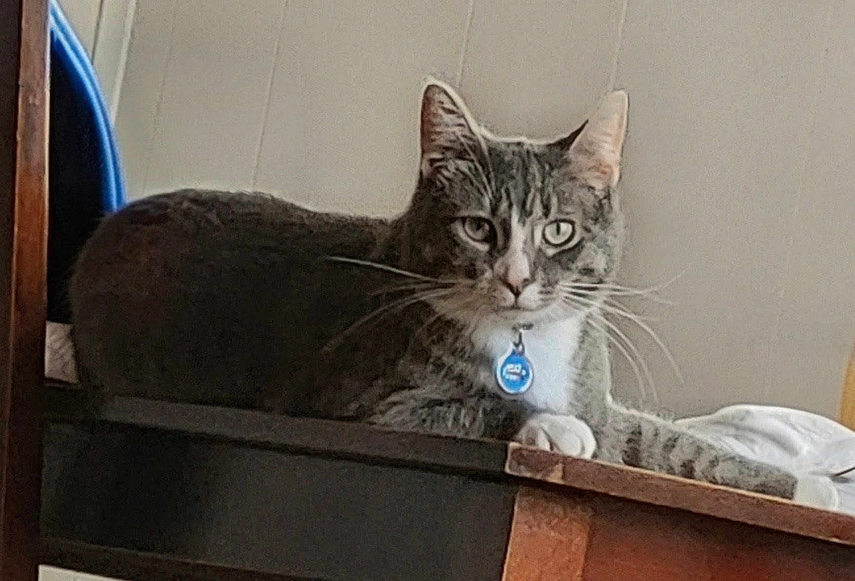 Gracie joined the competition — help win amazing prizes! cat, tabby_cat, pet, feline, whiskers, collar, tag, paws, ear, eyes, staring, resting, indoor, furniture, shelf, wooden, bedding, portrait, domestic_animal, gaze