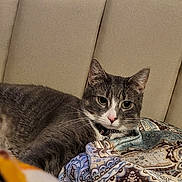 Gracie is registered to the contest to win money with this photo: cat, gray_cat, tabby, bed, headboard, blanket, patterned_blanket, upholstery, whiskers, ears, eyes, nose, collar, fur, paw, indoor, bedroom, resting, close_up, fabric