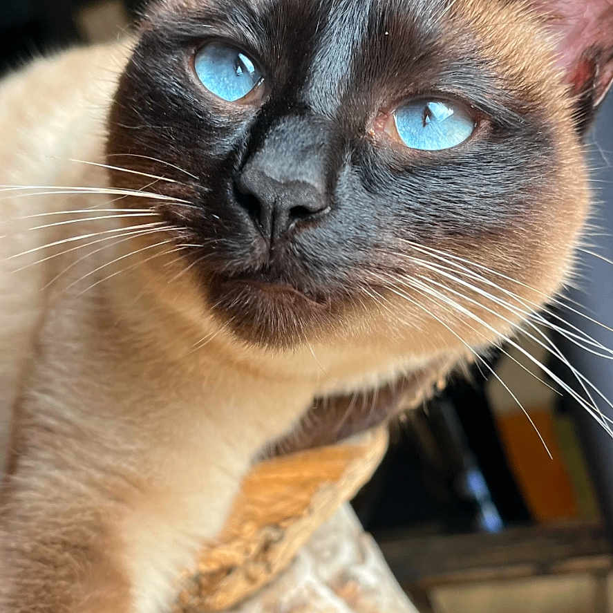 Mia a rejoint le concours — aidez-le/la à gagner de superbes lots ! animal, background, blue_eyes, cat, close_up, curious, cute, ears, face, feline, focus, fur, indoor, nose, pet, portrait, siamese_cat, soft_light, whiskers, wood