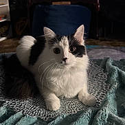 Alita is registered to the contest to win money with this photo: cat, black_and_white, fluffy, curious, indoor, mat, blanket, soft, texture, whiskers, alert, sitting, pet, feline, animal, cozy, home, cute, portrait, furry