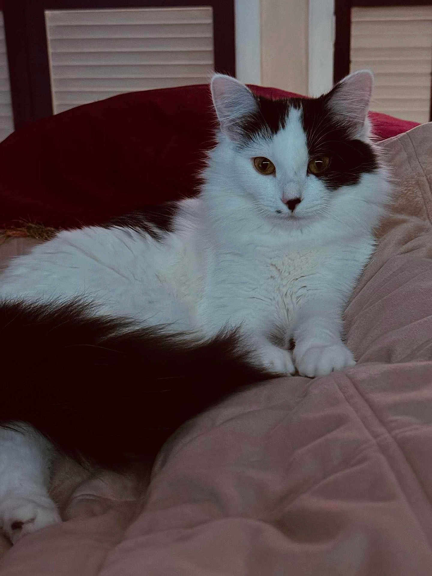 Alita is registered to the contest to win money with this photo: cat, black_and_white, fluffy, pet, animal, indoor, blanket, pillow, relaxed, fur, whiskers, ears, cute, domestic, feline, resting, cozy, bedroom, soft, calm