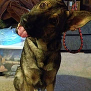 Harley is registered to the contest to win money with this photo: dog, german_shepherd, indoor, carpet, leash, pet, animal, head_tilt, tongue_out, person_hand, furniture, couch, blanket, toy, household, floor, canine, domestic, playful, companion