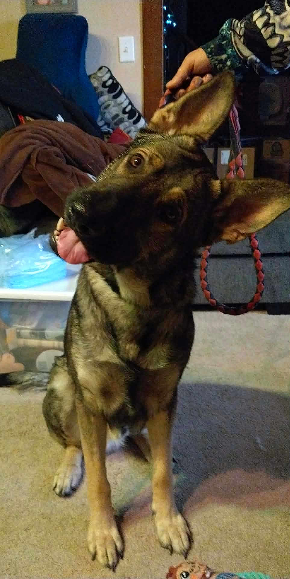 Harley is registered to the contest to win money with this photo: dog, german_shepherd, indoor, carpet, leash, pet, animal, head_tilt, tongue_out, person_hand, furniture, couch, blanket, toy, household, floor, canine, domestic, playful, companion