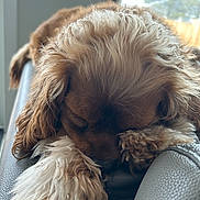 Ruby Rose joined the competition — help win amazing prizes! dog, sleeping, fluffy, paws, leather_couch, indoor, window, natural_light, resting, pet, fur, closeup, relaxation, cozy, calm, animal, mammal, companion, cute, home
