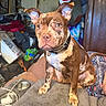 Hazal is registered to the contest to win money with this photo: dog, brown_dog, spotted_dog, pet, couch, cushion, indoor, living_room, clothing, laundry_basket, colorful_clothes, collar, ears_up, alert, furniture, household_items, dog_face, animal, domestic, paw