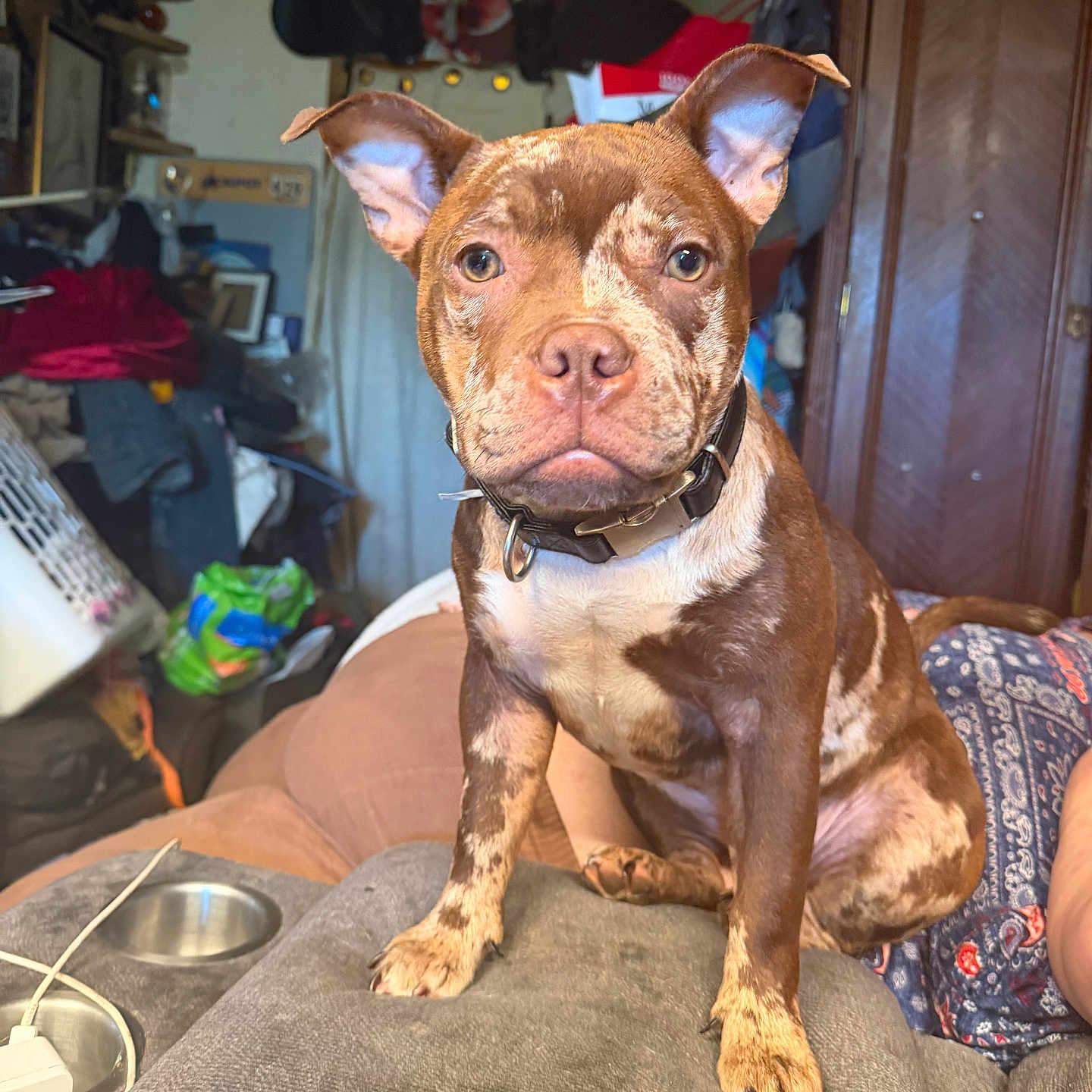 Hazal is registered to the contest to win money with this photo: dog, brown_dog, couch, indoor, pet, canine, collar, furniture, living_room, curious, sitting, cute, close_up, domestic_animal, animal, ears, face, paw, resting, household