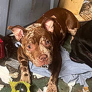 Hazal is registered to the contest to win money with this photo: dog, brown_dog, speckled_fur, toy, chewed_toy, indoor, messy_floor, torn_paper, curious, looking_at_camera, ears_up, black_dog, floor, fabric, clutter, pet, animal, closeup, lying_down, playful