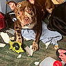 dog, brown_dog, black_dog, toy, torn_paper, floor, cloth, messy, indoor, pet, animal, curious, looking_up, paw, closeup, canine, playful, chewed_toy, footwear, water_jug