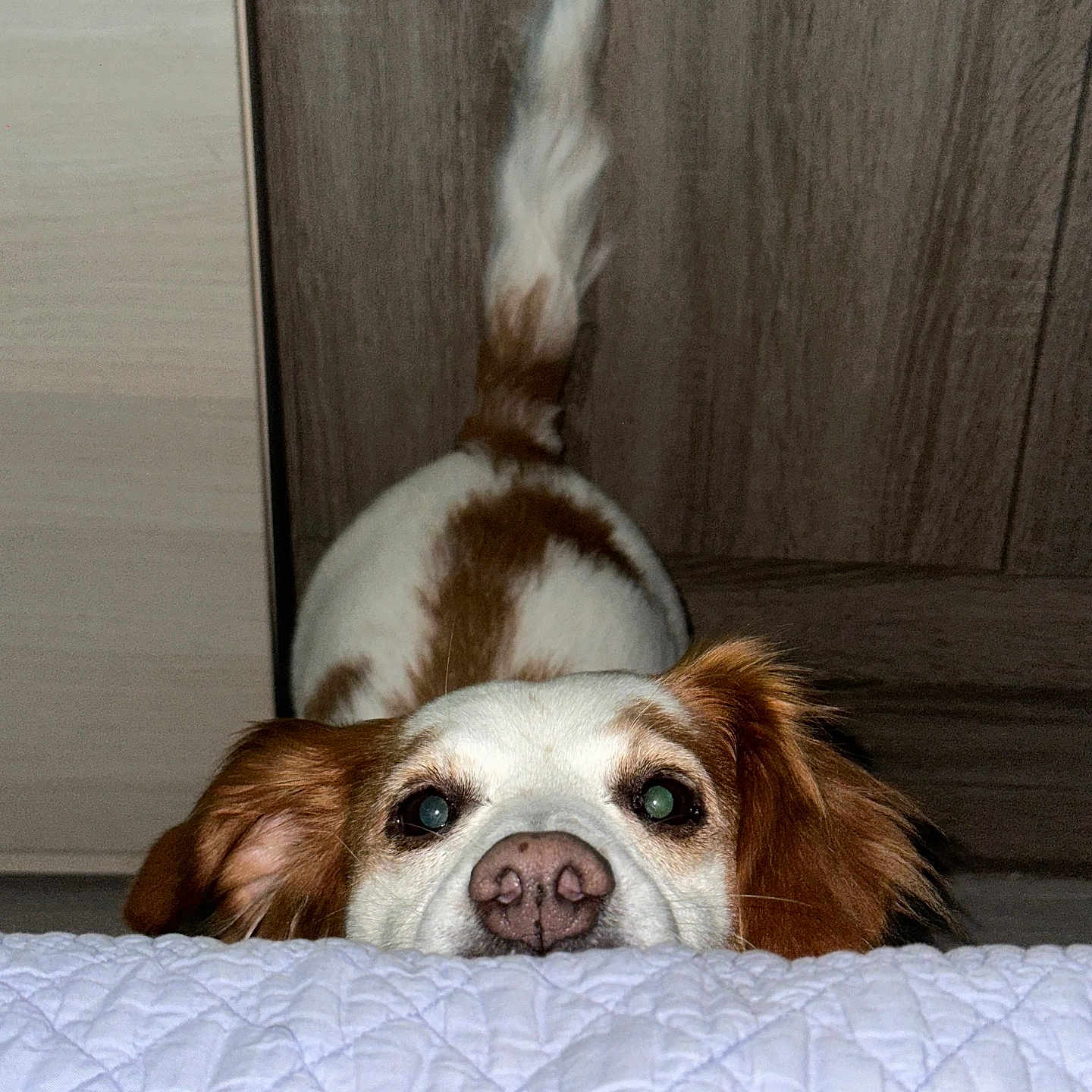 Leyla