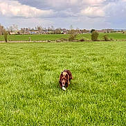 Rox a rejoint le concours — aidez-le/la à gagner de superbes lots ! animal, canine, clouds, daytime, dog, field, grass, greenery, happy, landscape, nature, outdoor, pet, playful, running, rural, scenery, sky, trees, village