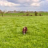 animal, canine, clouds, daytime, dog, field, grass, greenery, happy, landscape, nature, outdoor, pet, playful, running, rural, scenery, sky, trees, village