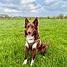 Rox participe au concours pour gagner de l'argent avec cette photo : animal, brown_dog, canine, clouds, daytime, dog, ears_up, field, grass, greenery, happy, harness, nature, outdoor, pet, playful, sitting, sky, tongue_out, white_paws