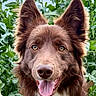 Rox participe au concours pour gagner de l'argent avec cette photo : animal, background, brown_dog, canine, close_up, daylight, dog, ears, eyes, face, fur, greenery, happy, nature, outdoor, pet, plants, portrait, smiling, tongue_out