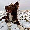 animal, brown, canine, cold, daytime, dog, ears_up, field, fur, happy, landscape, looking_up, nature, open_mouth, outdoor, pet, playful, snow, white, winter