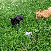 Cookie-Keki joined the competition — help win amazing prizes! cat, black_cat, orange_cat, grass, yard, outdoor, fence, greenery, nature, pet, animal, mammal, two_animals, alert, crouching, fur, whiskers, daylight, garden, leaf
