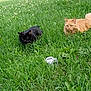cat, black_cat, orange_cat, grass, yard, outdoor, fence, greenery, nature, pet, animal, mammal, two_animals, alert, crouching, fur, whiskers, daylight, garden, leaf
