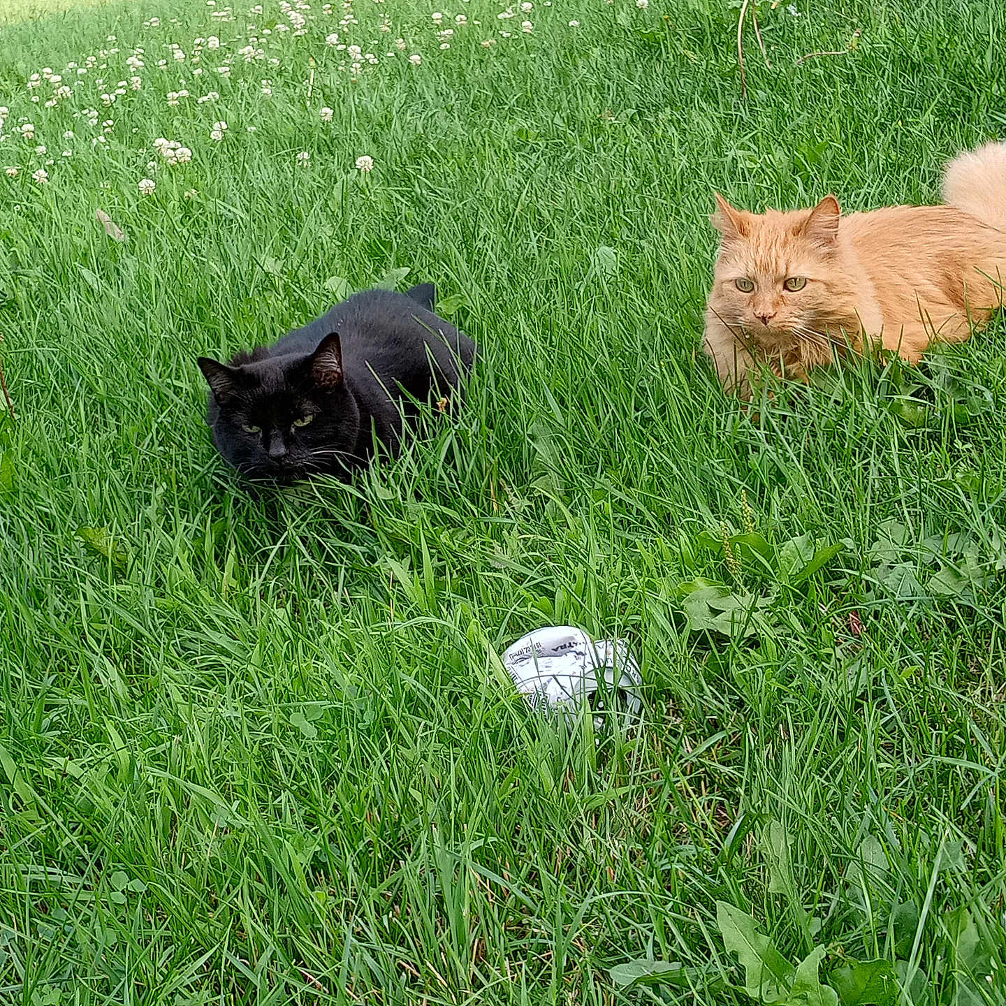 Cookie-Keki joined the competition — help win amazing prizes! alert, animal, black_cat, cat, crouching, daylight, fence, fur, garden, grass, greenery, leaf, mammal, nature, orange_cat, outdoor, pet, two_animals, whiskers, yard