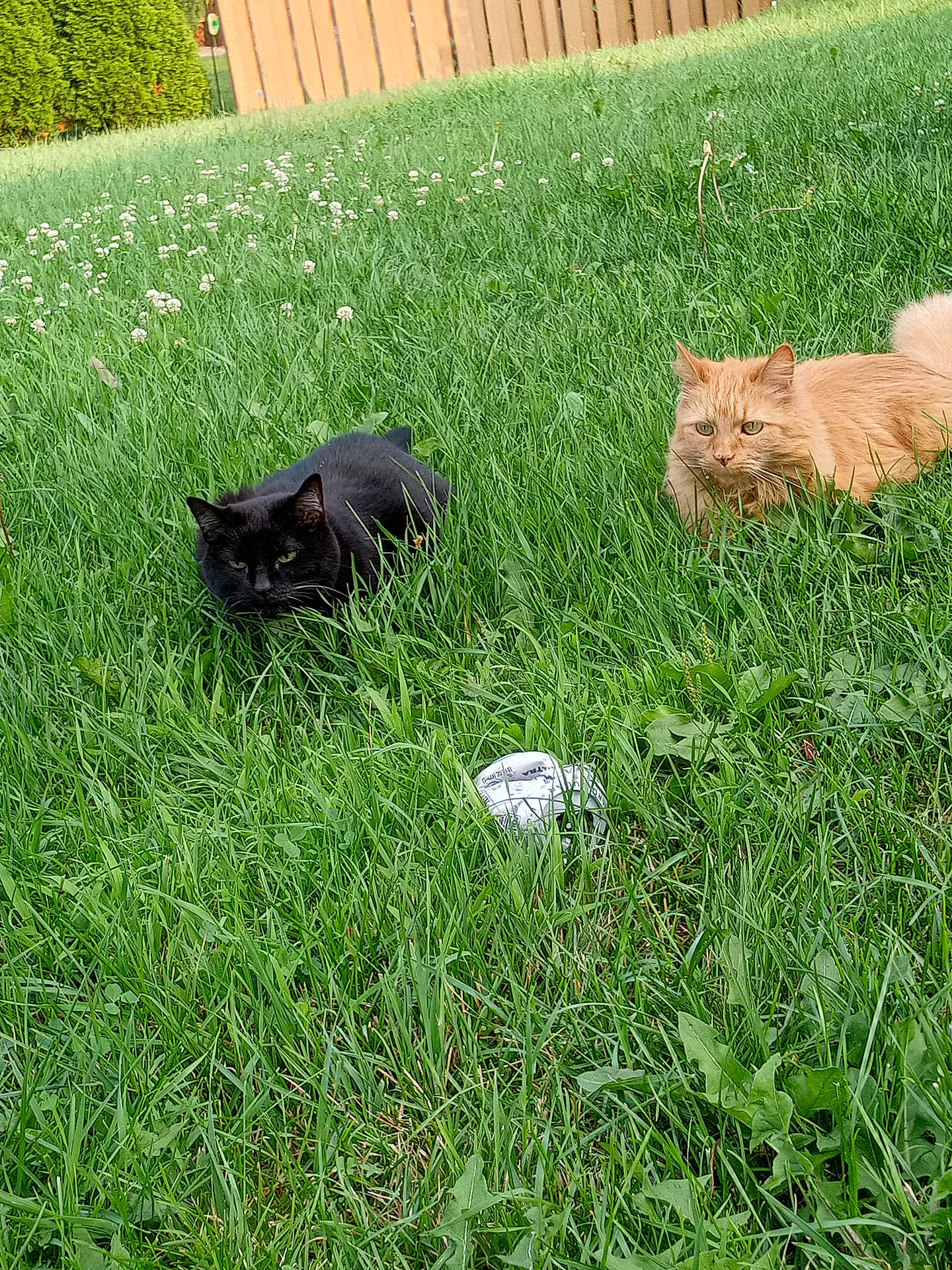 Cookie-Keki joined the competition — help win amazing prizes! cat, black_cat, orange_cat, grass, yard, outdoor, fence, greenery, nature, pet, animal, mammal, two_animals, alert, crouching, fur, whiskers, daylight, garden, leaf