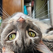 Aurora joined the competition — help win amazing prizes! carpet, cat, cat_face, close_up, curious, domestic_cat, ear, fur, green_eyes, indoor, lying_down, macro, nose, pet, playful, portrait, shallow_depth_of_field, soft_background, upside_down, whiskers
