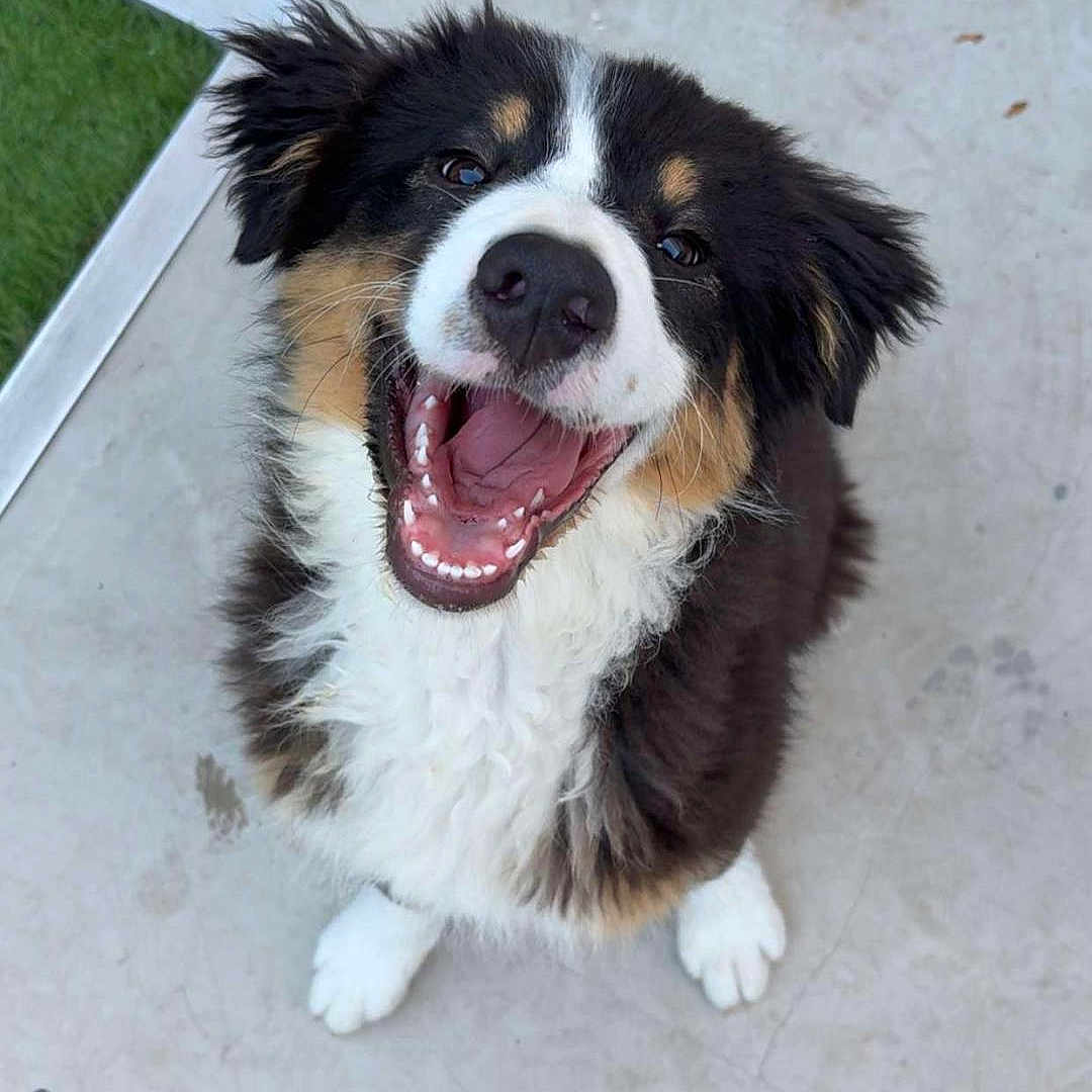 Venus a rejoint le concours — aidez-le/la à gagner de superbes lots ! accessories, animal, ball, bodypart, canine, collie, dog, grass, husky, mouth, person, pet, plant, puppy, slate, sport, strap, teeth, tennis, tennisball
