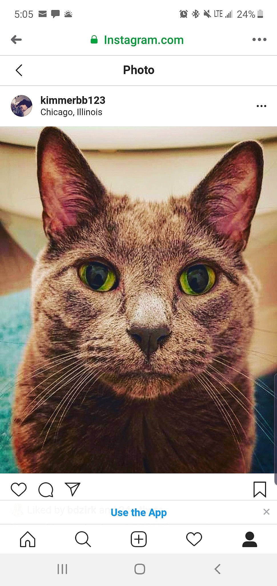 Fletcher joined the competition — help win amazing prizes! abyssinian, asian, carnivore, cat, domestic_short_haired_cat, european_shorthair, felidae, korat, mammal, oriental_shorthair, photo_caption, russian_blue, small_to_medium_sized_cats, snout, vertebrate, whiskers