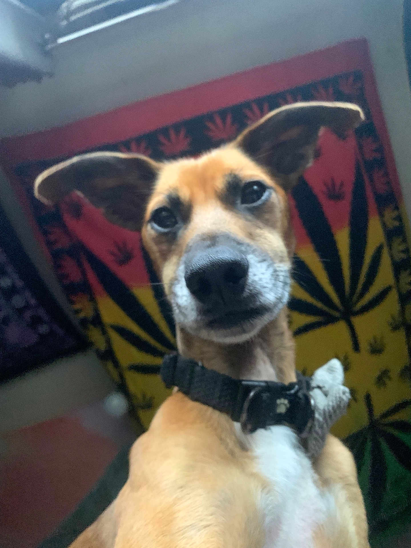 Milo