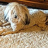 animal, beige_rug, books, carpet, companion, cozy, curtains_of_fur, dog, domestic_animal, fur, fur_covering_eyes, home_interior, indoor, long_hair, lying_down, pet, relaxed, rug, white_dog, wooden_cabinet