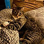 Bailey joined the competition — help win amazing prizes! cat, tabby_cat, pet, indoor, couch, blanket, pillow, paw, whiskers, striped_fur, relaxed, looking_at_camera, cozy, bedding, living_room, domestic_cat, ears, close_up, low_light, fur