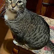 Bailey is registered to the contest to win money with this photo: cat, tabby_cat, pet, feline, whiskers, green_eyes, striped_fur, white_paw, white_chest, sitting, chair, upholstery, floral_pattern, wooden_chair, wooden_floor, indoor, curious, portrait, closeup, home_interior