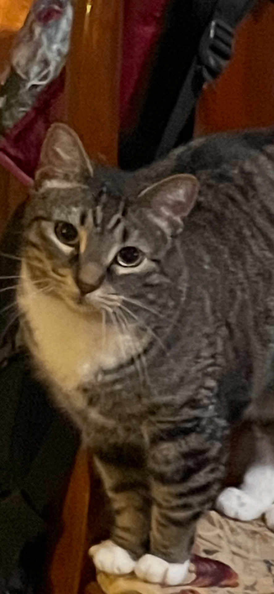 Bailey joined the competition — help win amazing prizes! cat, tabby_cat, pet, feline, whiskers, white_paws, striped_fur, indoor, furniture, close_up, portrait, curious, eyes, ears, domestic_animal, paws, coat, home, looking_at_camera, clutter