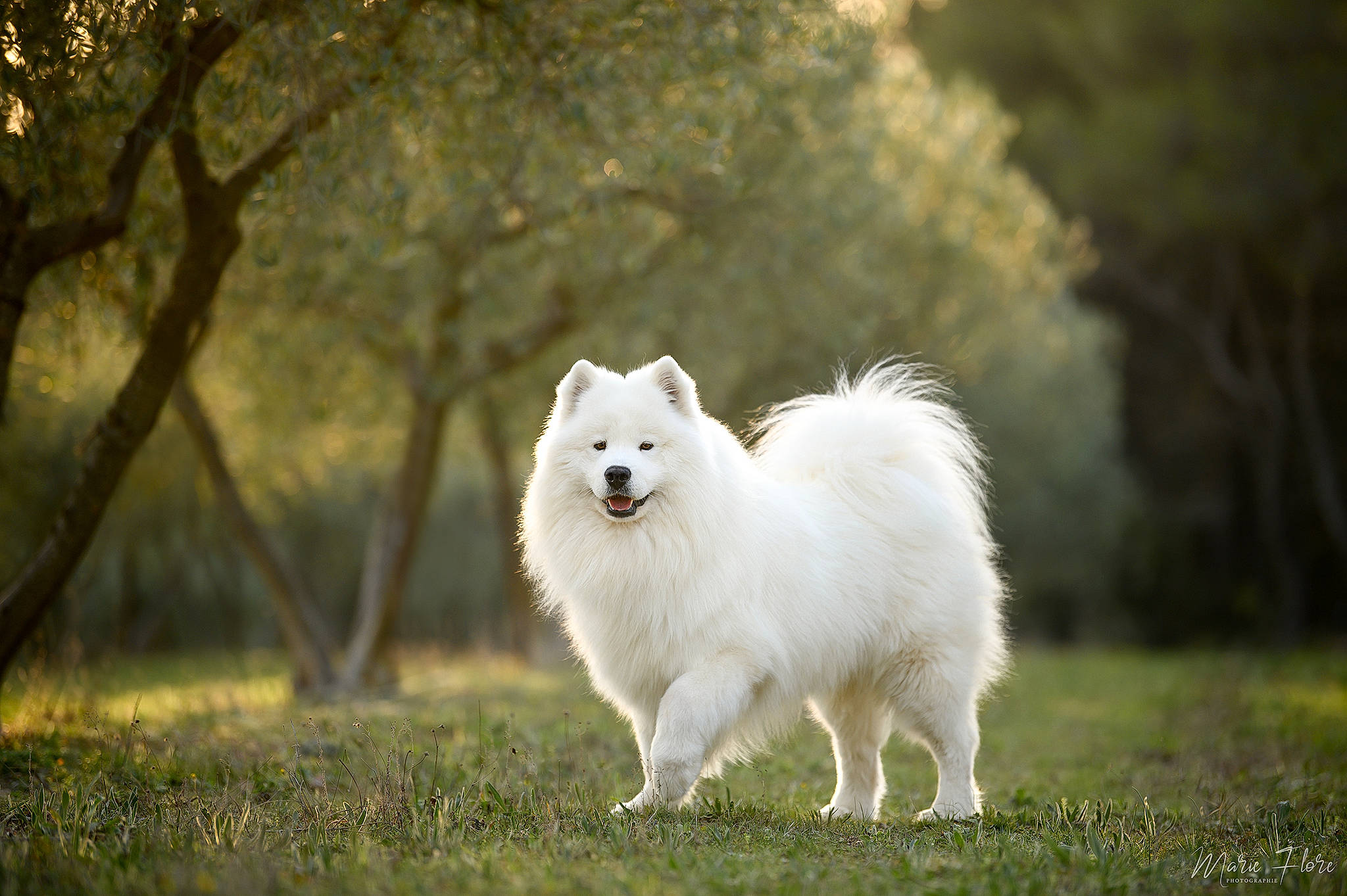 Oxbow participe au concours pour gagner de l'argent avec cette photo : american_eskimo_dog, carnivore, companion_dog, dog, dog_breed, fur, german_spitz, german_spitz_klein, german_spitz_mittel, grass, japanese_spitz, pasture, plant, samoyed, snout, spitz, terrestrial_animal, tree, volpino_italiano, wildlife