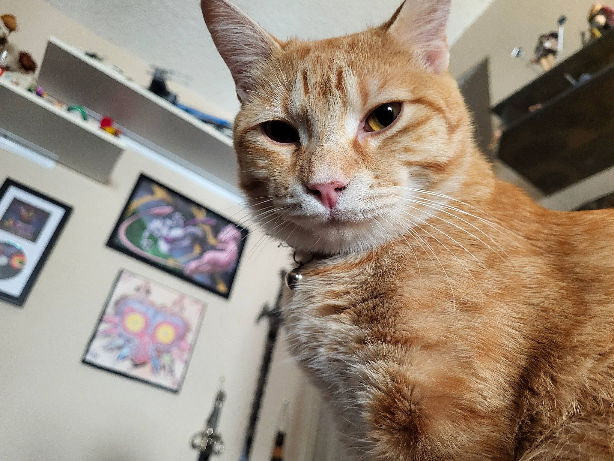 Hopper is registered to the contest to win money with this photo: carnivore, cat, claw, domestic_short_haired_cat, fawn, felidae, fur, paw, pet_supply, picture_frame, small_to_medium_sized_cats, snout, tail, terrestrial_animal, tree, whiskers, wildlife, window