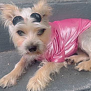Itsy joined the competition — help win amazing prizes! accessory, animal, casual, closeup, concrete, cute, dog, fashion, fur, mammal, outdoor, pet, pink_shirt, portrait, relaxed, small_dog, steps, sunglasses, sunny, wearing_clothes
