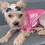 accessory, animal, casual, closeup, concrete, cute, dog, fashion, fur, mammal, outdoor, pet, pink_shirt, portrait, relaxed, small_dog, steps, sunglasses, sunny, wearing_clothes