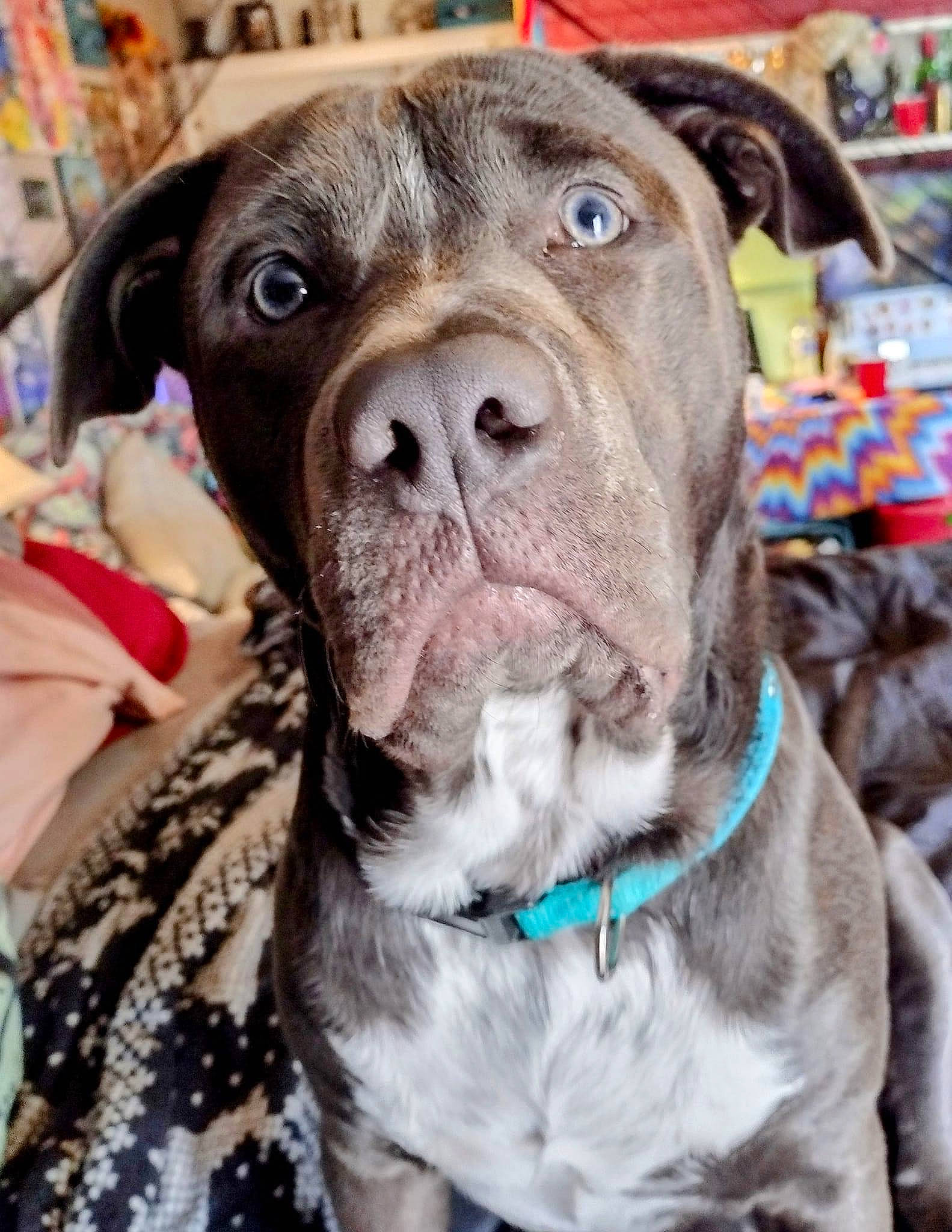 Rabbit joined the competition — help win amazing prizes! canidae, carnivore, collar, companion_dog, dog, dog_breed, dog_collar, dog_supply, fawn, fur, leash, liver, molosser, pet_supply, snout, sporting_group, whiskers, working_animal, working_dog, wrinkle