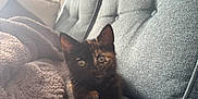 Millie is registered to the contest to win money with this photo: animal, blanket, cat, comfort, couch, cozy, curious, cute, ears, feline, fur, home, indoor, kitten, paws, pet, relaxing, soft, tortoiseshell, whiskers