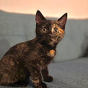 Millie is registered to the contest to win money with this photo: alert, animal, blue, cat, closeup, couch, curious, cute, domestic, ears, feline, fur, indoor, kitten, pet, portrait, sitting, tortoiseshell, whiskers, young