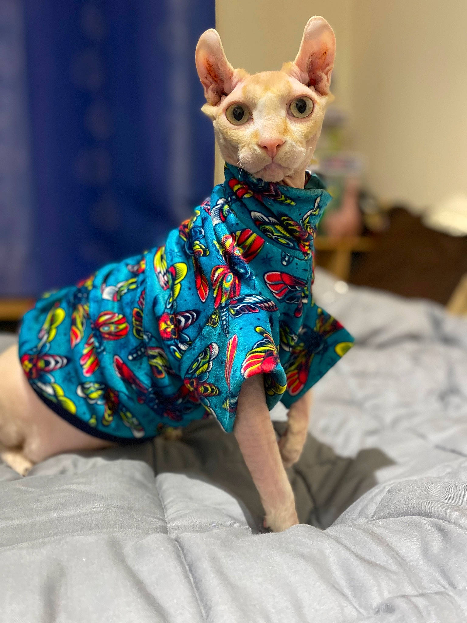 Dobbui is registered to the contest to win money with this photo: art, canidae, carnivore, companion_dog, creative_arts, dog_breed, dog_supply, donskoy, electric_blue, fawn, felidae, fictional_character, neck, pattern, pink, sleeve, snout, terrestrial_animal, toy, whiskers